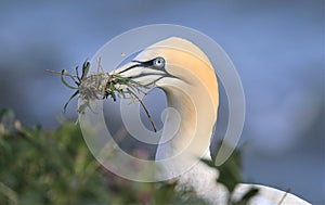 Northern Gannet on cliff with wild nesting material