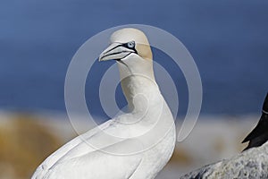 Northern Gannet, Closeup