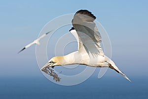 Northern gannet collecting kelp to build a nest at Helgoland
