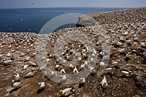 Northern Gannet Colony photo