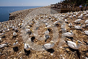 Northern Gannet Colony