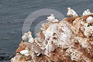 Northern Gannet colony