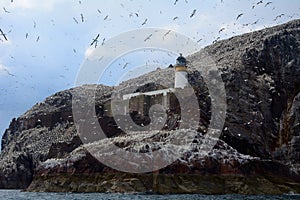 Northern gannet colony around the lighthouse, Bass Rock, Scotlan