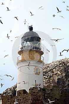 Northern gannet colony around the lighthouse, Bass Rock, Scotlan
