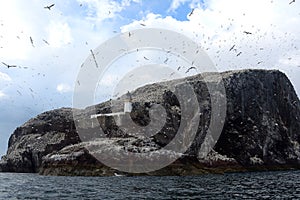 Northern gannet colony around the lighthouse, Bass Rock, Scotlan