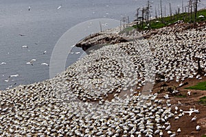 Northern gannet colony on Bonaventure Island