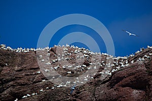 Northern gannet colony on Bonaventure Island