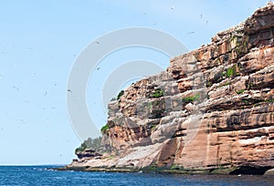 Northern gannet colony on Bonaventure Island