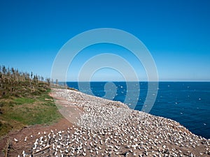 Northern Gannet colony with moms protecting their little ones