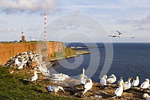 Northern Gannet colony at red cliff- Morus bassanus