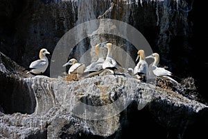 Northern gannet colony, Westmen Isles, Iceland