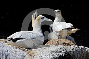 Northern gannet colony, Westmen Isles, Iceland