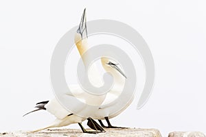Northern Gannet couple on a cliff