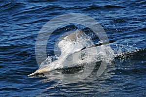 Northern Gannet diving