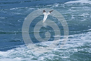 Northern gannet diving into agitated waters of the Delaware Rive