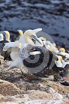 Northern Gannet with fledgling - Morus bassanus