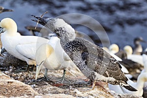 Northern Gannet with fledgling - Morus bassanus