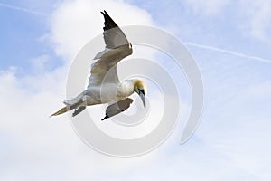 Northern Gannet flighing in blue sky - Morus bassanus