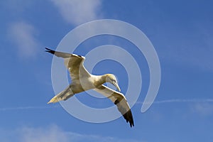 Northern Gannet flighing in blue sky - Morus bassanus