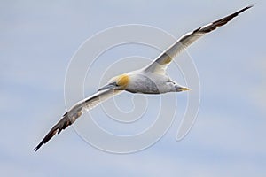 Northern gannet in flight