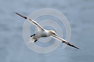 Northern Gannet In Flight