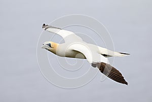 Northern Gannet in flight