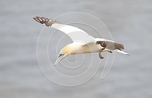 Northern Gannet in flight