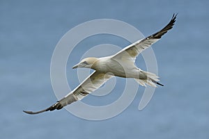 Northern gannet in flight