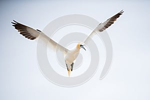 A northern gannet in flight