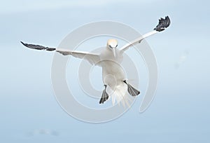 A northern gannet in flight