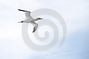 Northern gannet in flight