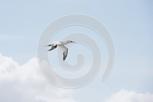 Northern gannet in flight