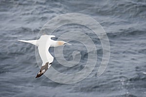 Northern gannet in flight