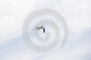 Northern gannet in flight