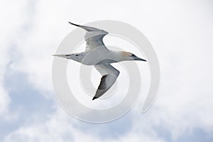 Northern gannet in flight