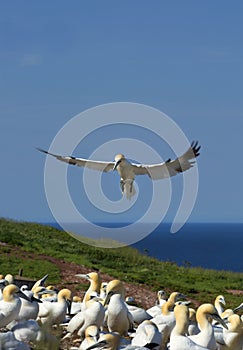 Northern Gannet in flight