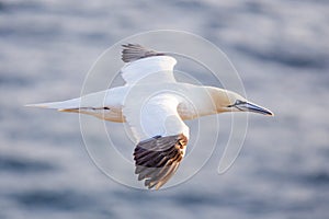 Northern gannet in flight photo