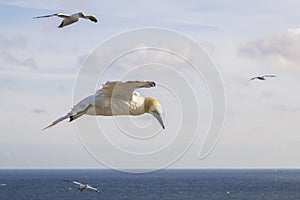 Northern Gannet in flight - Morus bassanus