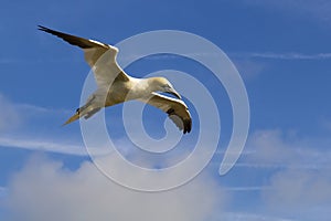 Northern Gannet in flight - Morus bassanus