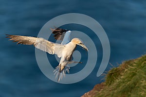 Northern gannet in flight with nesting material