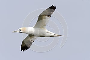 Northern gannet