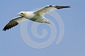 Northern gannet