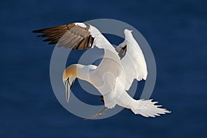 Northern gannet, flying black and white sea bird with dark blue sea water in the background, Helgoland island, Germany photo