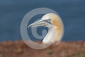 Northern Gannet at the German Island Helgoland