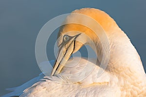 Northern Gannet at the German Island Helgoland