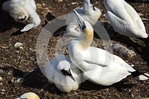 Northern Gannet with her chick