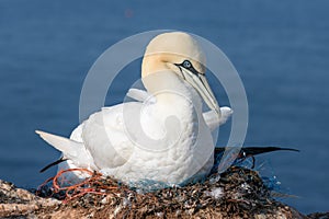 Northern gannet at her nest at the cliffs of island Helgoland, G