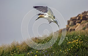 Northern gannet landing