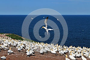 Northern Gannet Landing