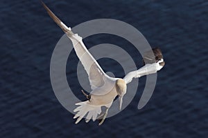 Northern Gannet landing with nesting material 3